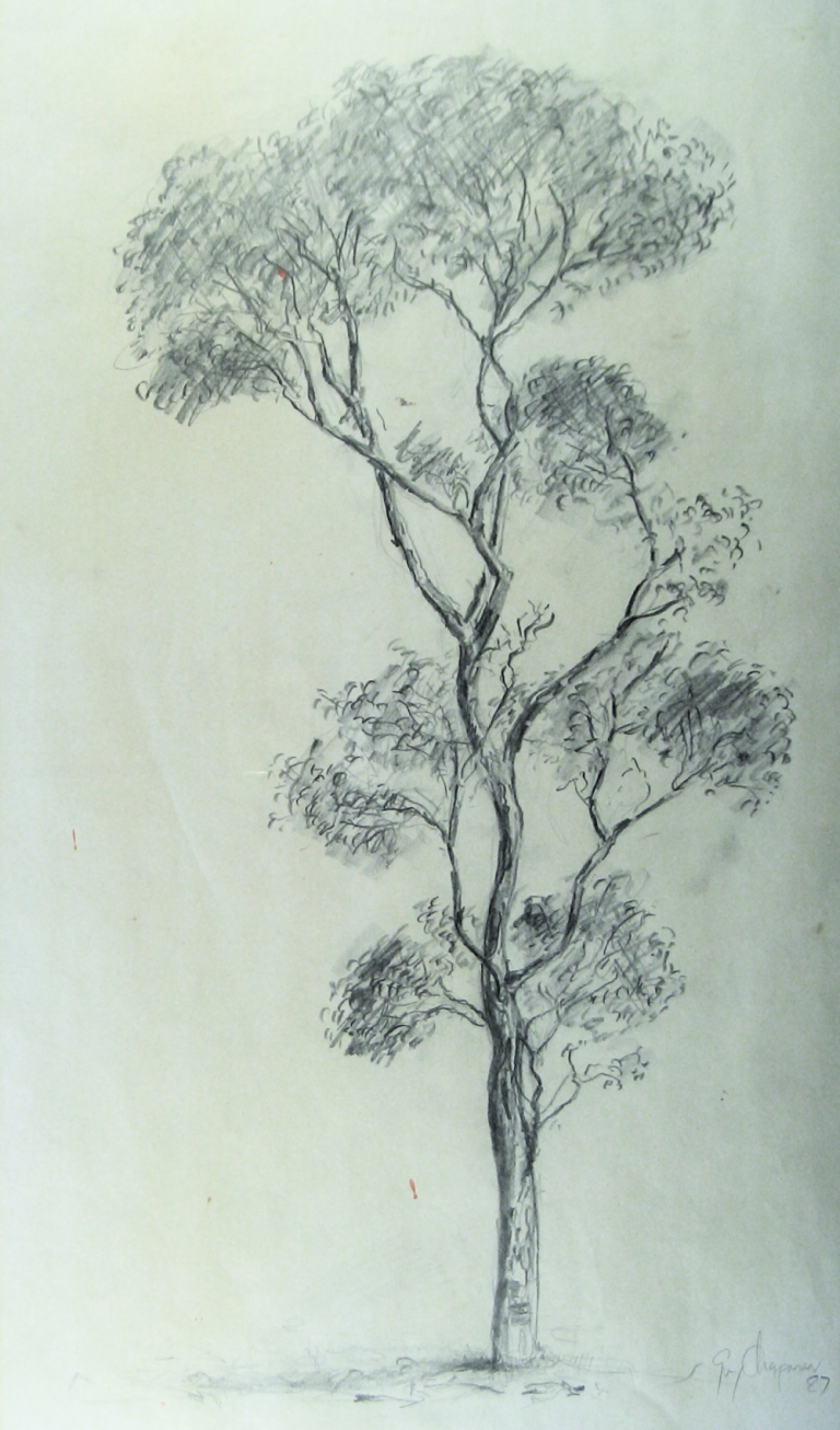 Pencil drawing of single gum tree.